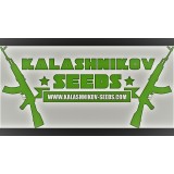 10 UND FEM - KALASHNIKOV EXPRESS 