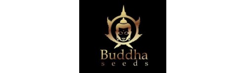 BUDDHA SEEDS 1 REGULAR