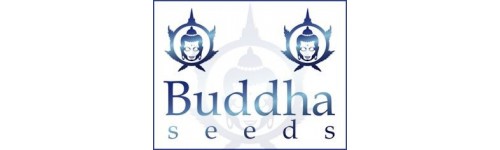 BUDDHA SEEDS 10 REGULARES