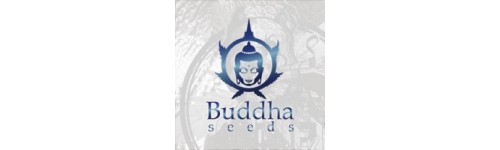 BUDDHA SEEDS 50 REGULARES