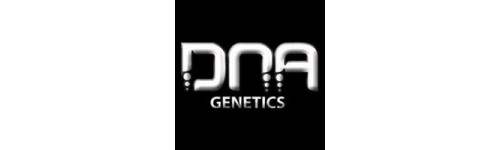DNA GENETICS 13 RESERVA PRIVADA REGULARES