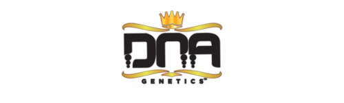 DNA GENETICS 6 FEMINIZADAS
