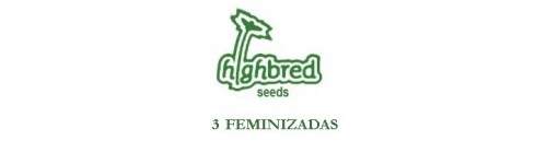 HIGH BRED 3 FEMINIZADAS