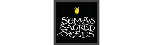 SOMA SEEDS 5 REGULARES SOMA G13