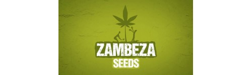ZAMBEZA SEEDS 3 FEMINIZADAS
